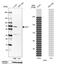 Ladinin 1 antibody, PA5-52409, Invitrogen Antibodies, Western Blot image 