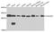 Coiled-Coil-Helix-Coiled-Coil-Helix Domain Containing 3 antibody, A8584, ABclonal Technology, Western Blot image 