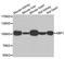 Amine Oxidase Copper Containing 1 antibody, A6249, ABclonal Technology, Western Blot image 