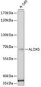 Arachidonate 5-Lipoxygenase antibody, 18-543, ProSci, Western Blot image 