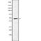 BTB Domain Containing 6 antibody, abx148702, Abbexa, Western Blot image 