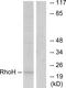 Rho-related GTP-binding protein RhoH antibody, PA5-38688, Invitrogen Antibodies, Western Blot image 