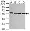 Tubulin Alpha 1a antibody, LS-C186389, Lifespan Biosciences, Western Blot image 