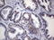 NK3 Homeobox 1 antibody, LS-C790514, Lifespan Biosciences, Immunohistochemistry paraffin image 