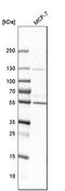 RAR-gamma antibody, HPA053883, Atlas Antibodies, Western Blot image 