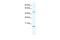 Ts Translation Elongation Factor, Mitochondrial antibody, PA5-40581, Invitrogen Antibodies, Western Blot image 