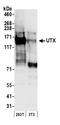 Lysine-specific demethylase 6A antibody, A302-374A, Bethyl Labs, Western Blot image 