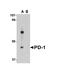 Programmed Cell Death 1 antibody, A00178-2, Boster Biological Technology, Western Blot image 