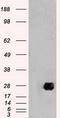 Neurogenin 1 antibody, LS-C784157, Lifespan Biosciences, Western Blot image 