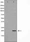 Receptor Activity Modifying Protein 2 antibody, GTX03586, GeneTex, Western Blot image 