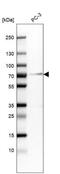 Granulin Precursor antibody, NBP2-61425, Novus Biologicals, Western Blot image 