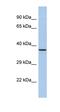 Synaptotagmin 9 antibody, orb330706, Biorbyt, Western Blot image 