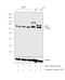 Solute Carrier Family 3 Member 2 antibody, PA5-21547, Invitrogen Antibodies, Western Blot image 