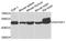 Proline-Serine-Threonine Phosphatase Interacting Protein 1 antibody, orb373746, Biorbyt, Western Blot image 