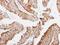 RT23 antibody, NBP2-19411, Novus Biologicals, Immunohistochemistry paraffin image 