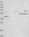 Neuromedin U Receptor 1 antibody, NBP1-83433, Novus Biologicals, Western Blot image 