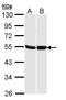 G Protein-Coupled Receptor 87 antibody, PA5-28751, Invitrogen Antibodies, Western Blot image 