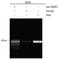 Sterol Regulatory Element Binding Transcription Factor 2 antibody, AF7119, R&D Systems, Chromatin Immunoprecipitation image 