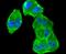 Ribosomal Protein S6 Kinase A1 antibody, NBP2-67570, Novus Biologicals, Immunofluorescence image 