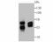 CD46 Molecule antibody, NBP2-75436, Novus Biologicals, Western Blot image 