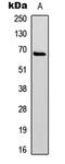 Paxillin antibody, GTX55026, GeneTex, Western Blot image 