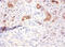 Alpha 2-HS Glycoprotein antibody, A52102-100, Epigentek, Immunohistochemistry paraffin image 