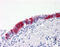 ARVCF Delta Catenin Family Member antibody, 51-426, ProSci, Immunohistochemistry paraffin image 
