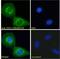 COP1 E3 Ubiquitin Ligase antibody, 45-417, ProSci, Enzyme Linked Immunosorbent Assay image 