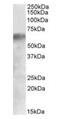 Interferon Regulatory Factor 2 Binding Protein 1 antibody, orb22554, Biorbyt, Western Blot image 