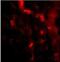 Immunity Related GTPase M antibody, NBP1-76890, Novus Biologicals, Immunofluorescence image 