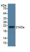Anti-Mullerian Hormone antibody, LS-C720970, Lifespan Biosciences, Western Blot image 