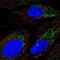 Dimethylglycine Dehydrogenase antibody, NBP2-58017, Novus Biologicals, Immunofluorescence image 