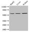 Nicotinate Phosphoribosyltransferase antibody, LS-C317391, Lifespan Biosciences, Western Blot image 