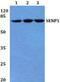 SUMO Specific Peptidase 1 antibody, A02156-2, Boster Biological Technology, Western Blot image 