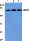 Sentrin-specific protease 1 antibody, A02156-2, Boster Biological Technology, Western Blot image 