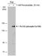 Phospholipase C Gamma 2 antibody, PA5-78111, Invitrogen Antibodies, Western Blot image 