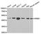 Nuclear Receptor Subfamily 0 Group B Member 1 antibody, PA5-76024, Invitrogen Antibodies, Western Blot image 