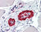 Actin Alpha 2, Smooth Muscle antibody, 51-877, ProSci, Immunohistochemistry paraffin image 