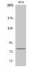 Nuclear Cap Binding Protein Subunit 1 antibody, STJ92062, St John