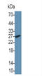 Tissue factor antibody, LS-C314180, Lifespan Biosciences, Western Blot image 