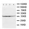ATF4 antibody, orb48004, Biorbyt, Western Blot image 