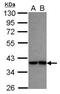 Interferon Regulatory Factor 9 antibody, PA5-30378, Invitrogen Antibodies, Western Blot image 