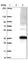 Solute Carrier Family 35 Member F6 antibody, HPA034655, Atlas Antibodies, Western Blot image 