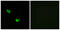 Chondroitin Polymerizing Factor antibody, GTX87921, GeneTex, Immunofluorescence image 