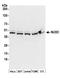 Nuclear Distribution C, Dynein Complex Regulator antibody, A304-526A, Bethyl Labs, Western Blot image 