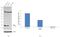 Cofilin 1 antibody, MA5-17275, Invitrogen Antibodies, Western Blot image 