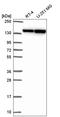 DExH-Box Helicase 9 antibody, HPA055684, Atlas Antibodies, Western Blot image 