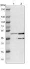 NudE Neurodevelopment Protein 1 Like 1 antibody, PA5-53669, Invitrogen Antibodies, Western Blot image 