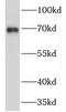 Prickle Planar Cell Polarity Protein 3 antibody, FNab06775, FineTest, Western Blot image 