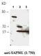 SAP30 Like antibody, PA1-46138, Invitrogen Antibodies, Western Blot image 